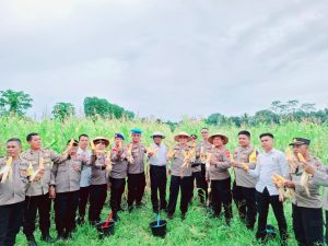 Dukung Program Ketahanan Pangan Nasional, Polres Halmahera Utara Panen Raya Jagung