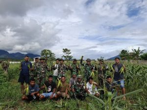 Dukung Program Swasembada Pangan Nasional, Subdenpom XV/1-1 Tobelo Panen Jagung
